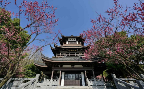 In pics: Plum blossoms bloom in Jiaxing