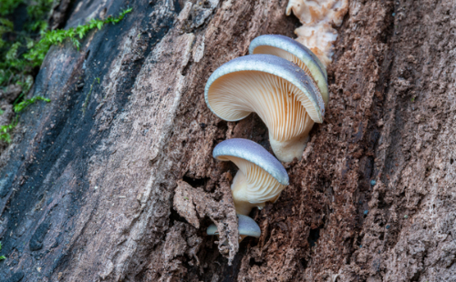 New fungus species found in Baishanzu National Park