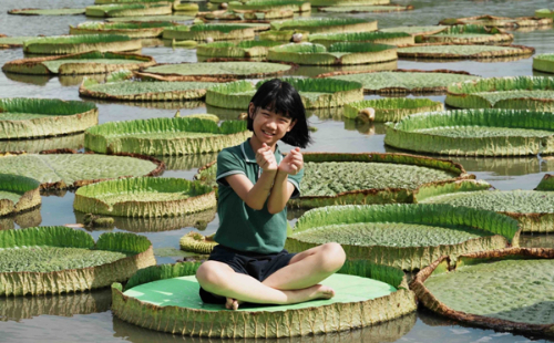 'King lotus' takes center stage in ancient town