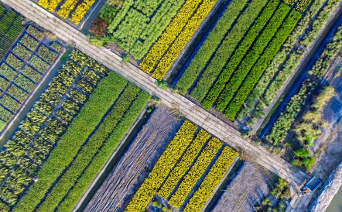 Jiaxing town thrives from flower industry