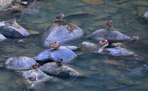 Mandarin ducks flock to Baishanzu Park as winter nears