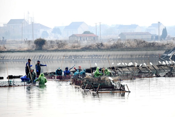 Jiaxing's Wangjiangjing town welcomes fishing season