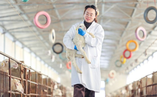 Modern 'shepherd' revolutionizes sheep farming in Huzhou