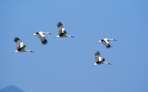 Optimal bird watching season arrives