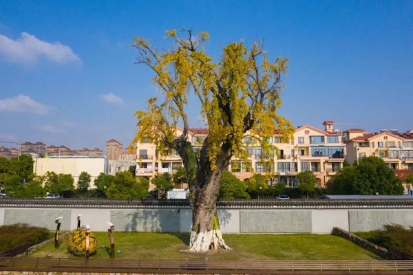 Jiaxing welcomes 2 new provincial ancient tree parks