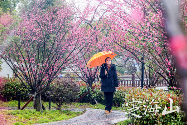 Relish plum blossoms in Zhoushan