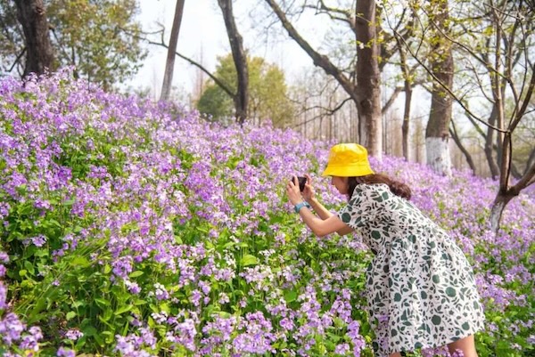 Haining's blossoming beauty beckons