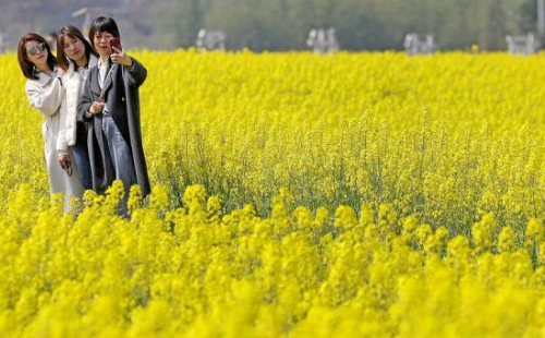 Quzhou's rapeseed flower seas charm visitors