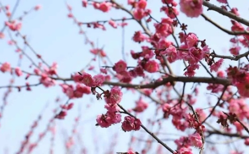 Exploring Jiaxing's blossoming beauty