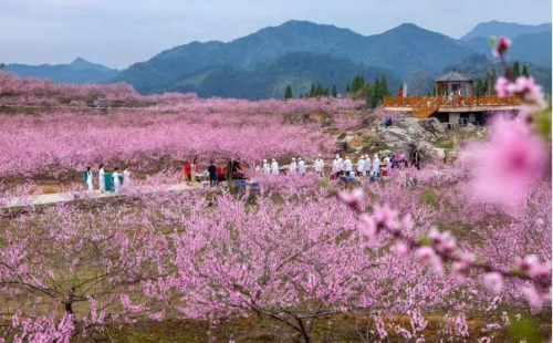 Changshan promotes peach blossom tourism