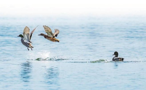 Over 100 rare bird species settle in Shaoxing over decade