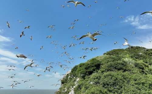 Seabirds flock to Dongtou's Luxi Bird Island