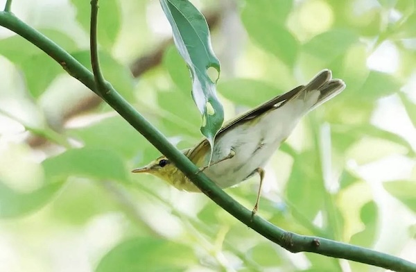 Rare European bird spotted in Pinghu