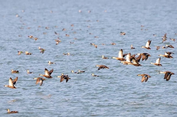 Nationally protected animals return to Jiaxing