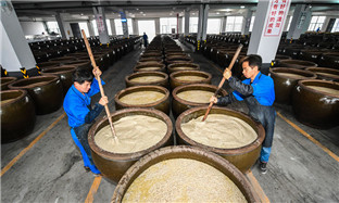 Rice wine brewing season in Shaoxing