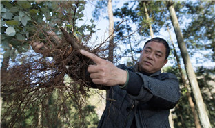 Tiantai county applies scientific methods in herb plantation