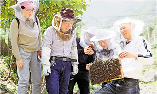 Honey brings sweet success to Longquan