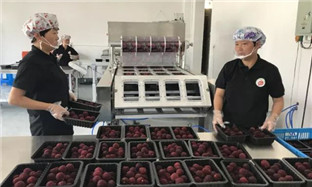 Xianju waxberries exported to BRI countries