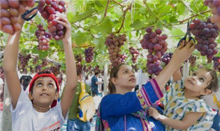 Grape industry brings more wealth to Pujiang county