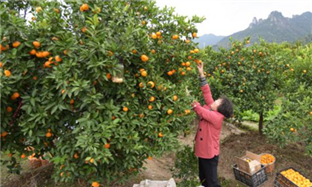 Orange plantation a path to rural vitalization in Taizhou
