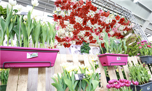 Global garden show highlights Haining's horticultural development