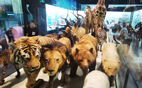 Zhejiang Museum of Natural History