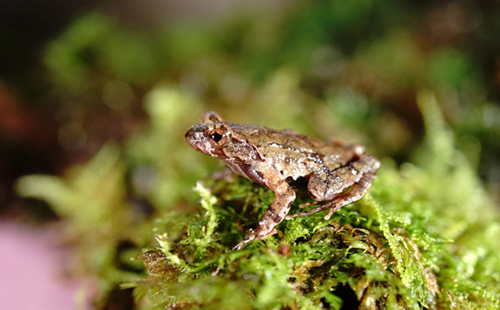 More animal species recorded in Zhejiang