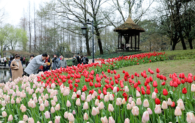 Spring flowers vying for tourists in Zhejiang