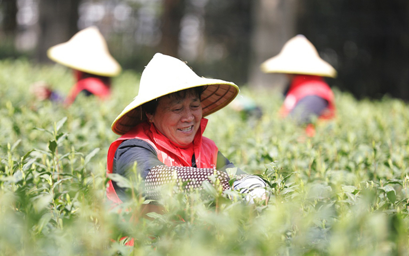 Longjing Tea greets harvest season