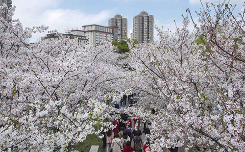 Cherry trees resemble pink clouds in Ningbo