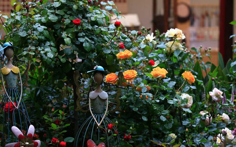 Hangzhou hosts Chinese rose exhibition in May