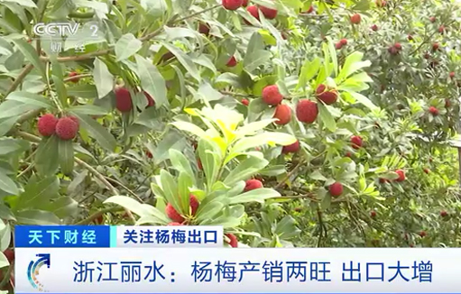 Waxberries exported to Europe bring sweet fortune to Zhejiang