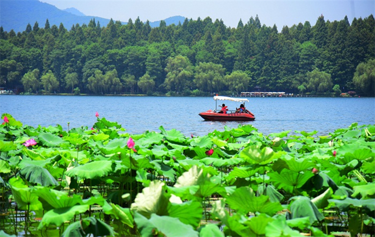 Four scenic spots in West Lake to admire lotus