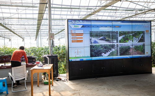 Digitization injects vitality into Zhejiang's agriculture