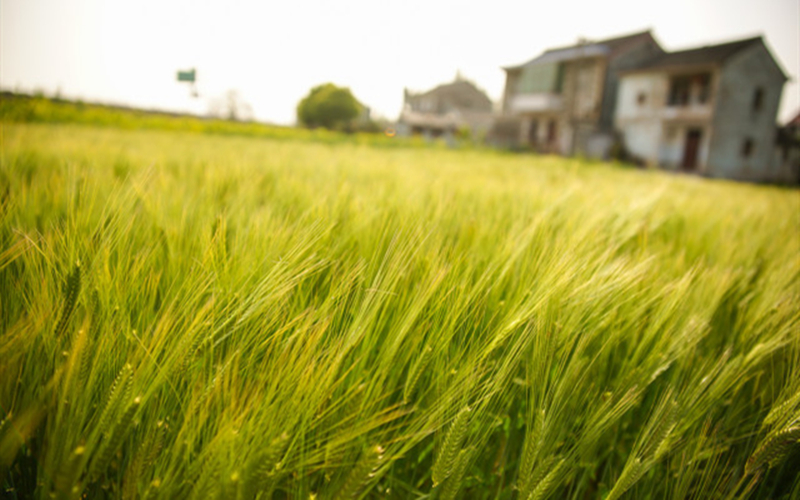 Farmers to hold major events along Yangtze to celebrate harvest