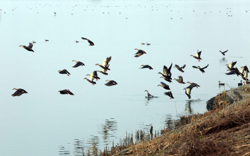 China to build Taihu Lake basin eco-compensation mechanism