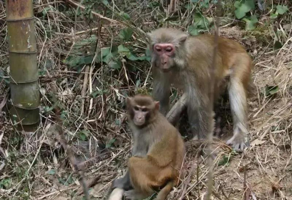 Mountainous village turns into haven for macaques