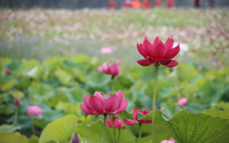 Lotus flowers bloom at Hangzhou's Xianghu Lake