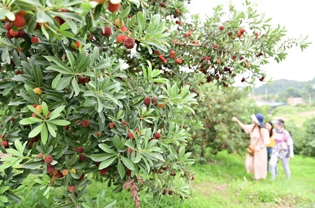 Wandao waxberries to hit the market in Zhoushan