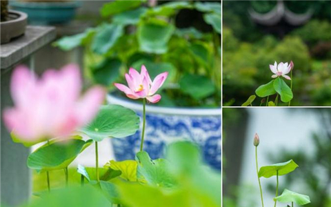 Lotus exhibition underway at Hangzhou Botanical Garden