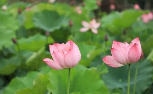 Places to admire lotus blossoms in Huzhou