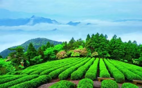 Tea: The glory of Mount Tiantai