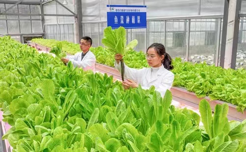 Aquaponics boosts ecology, economy in Zhejiang