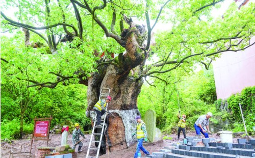 Hangzhou enhances comprehensive protection of ancient trees