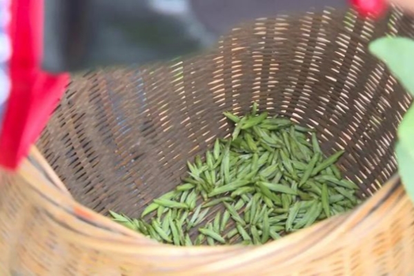 Liandu welcomes harvest of first batch of spring tea