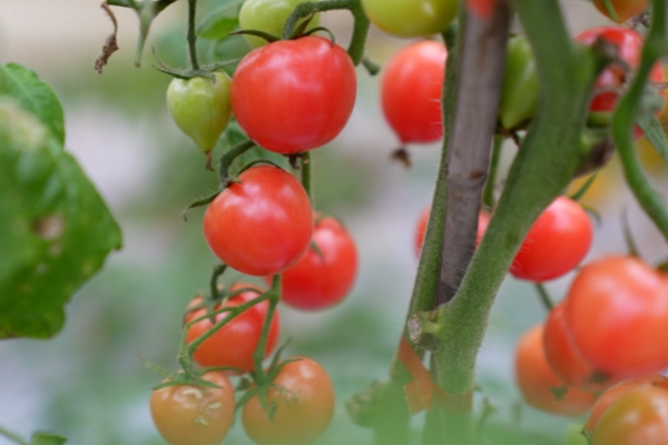 Qingtian's cherry tomatoes welcoming spring