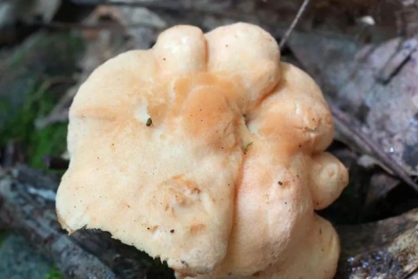 New fungus species discovered in Qingyuan