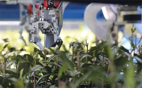 Robots pick Longjing tea leaves in Hangzhou