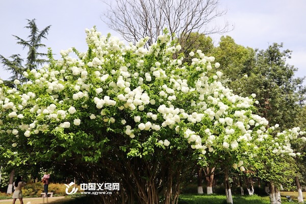 In pics: Hydrangeas in full bloom in Yiwu