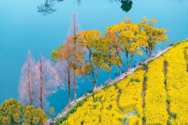 In pics: Spring flourishes Wencheng county in Wenzhou
